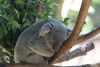 Maloo is a Queensland Koala