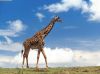 Kenya