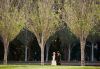 Wedding in Hyde Park