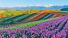 Hokkaido japan