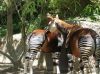 Two Okapi