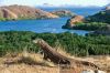 Komodo