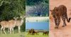 Yala National Park