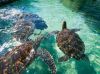 Hawaiian Islands Cruise