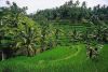indonesia  Bali ����