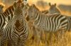 Tanzania