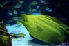 The Houston Aquarium