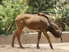 Zambian Sable Antelope