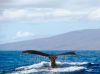 Hawaiian Islands Cruise