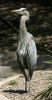 Great Blue Heron at San Diego Zoo