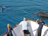 Hawaiian Islands Cruise