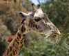 Masai Giraffe