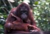 borneo